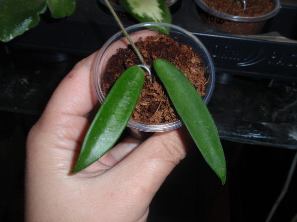 Hoya cv. Minibelle splash- 50 грн, зеленая ветка, 1 узел 2 листа.jpg