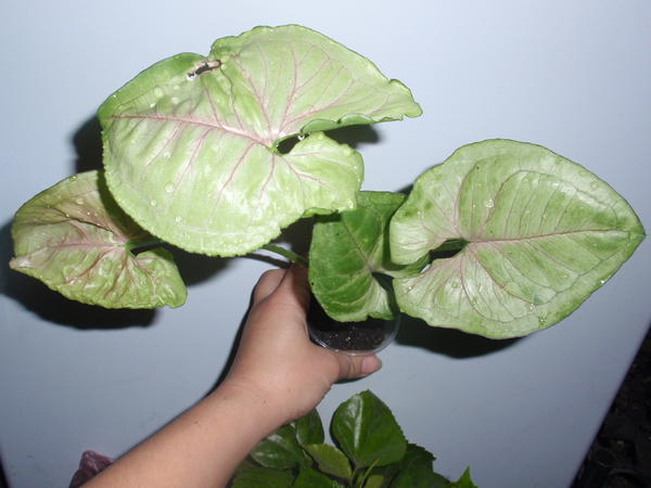 Syngonium Rasamee Naq- 40 грн.jpg