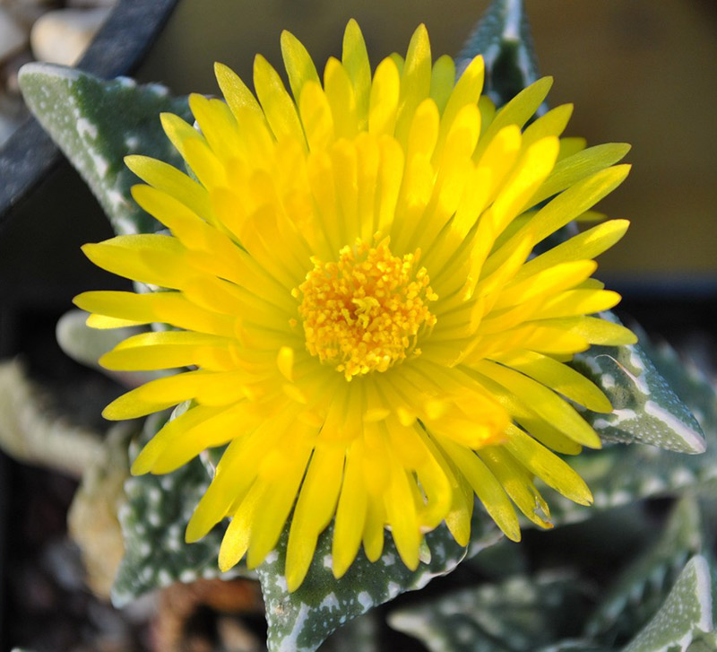 Faucaria-tuberculosa.jpg