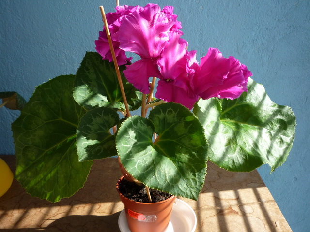 P1040058.JPG