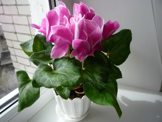 P1050017.JPG