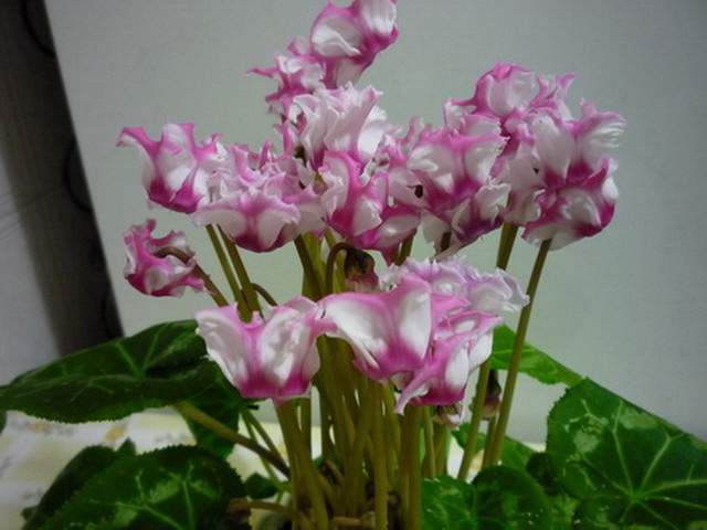 P1040751.JPG