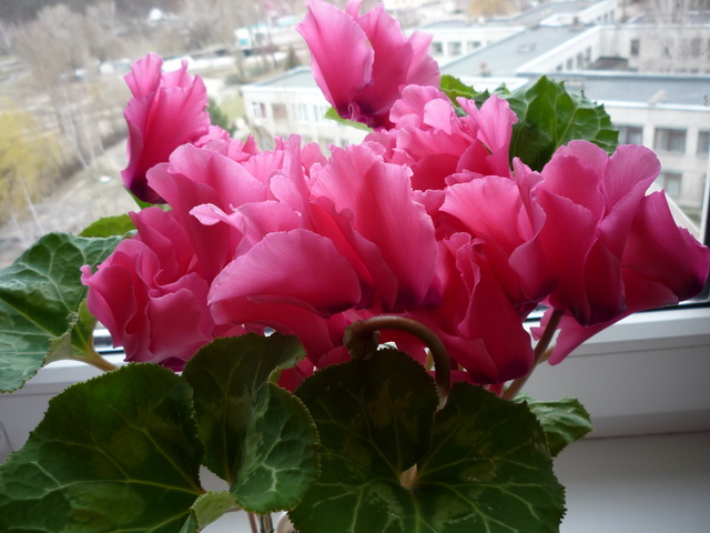 P1060084.JPG