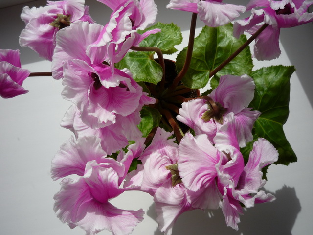 P1050024.JPG