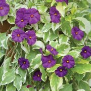 image (30).jpg