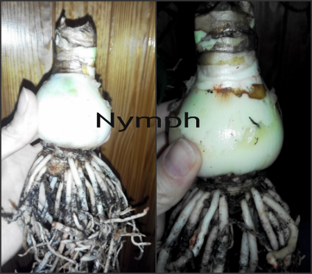 nymph.jpg