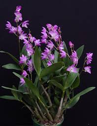 Dendrobium kingianum.jpg