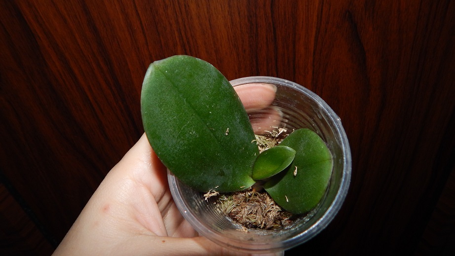 DSCN3195.JPG
