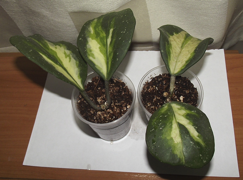 obovata-variegata.jpg