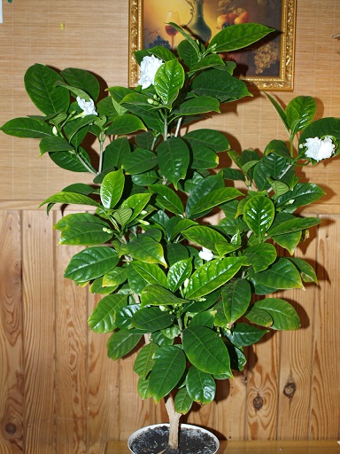 PC09781=1.jpg