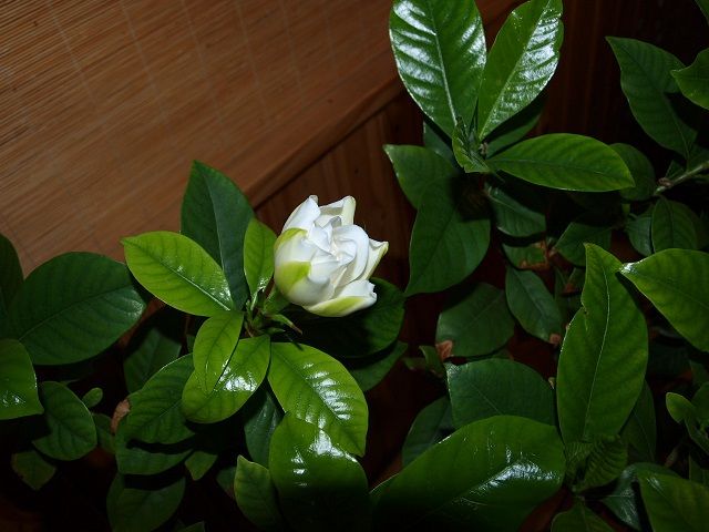 PC09780-1.jpg