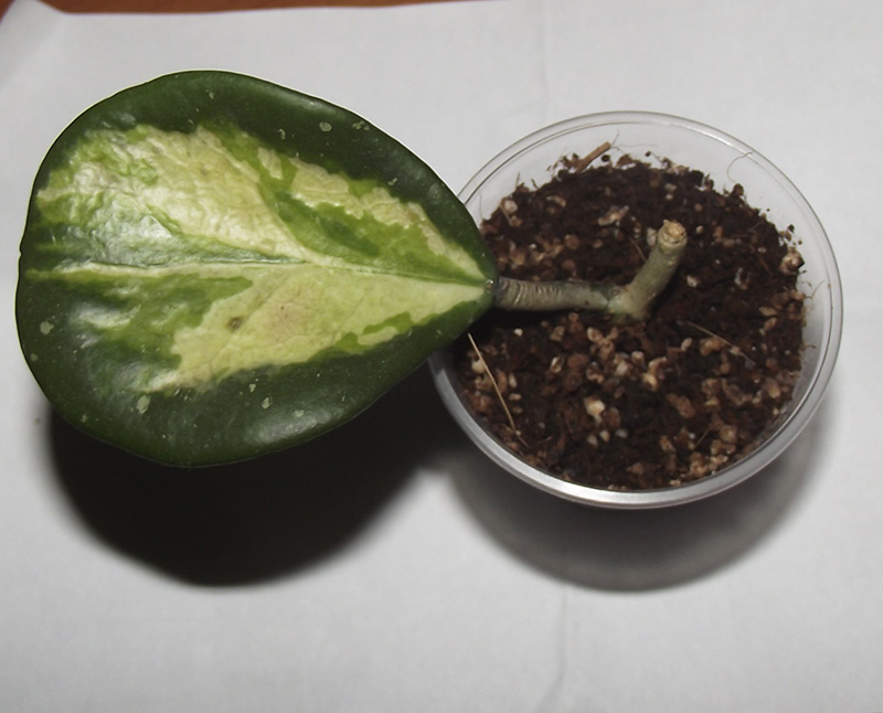 obovata-variegata1.jpg