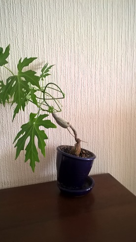 Cissus tuberosa.jpg