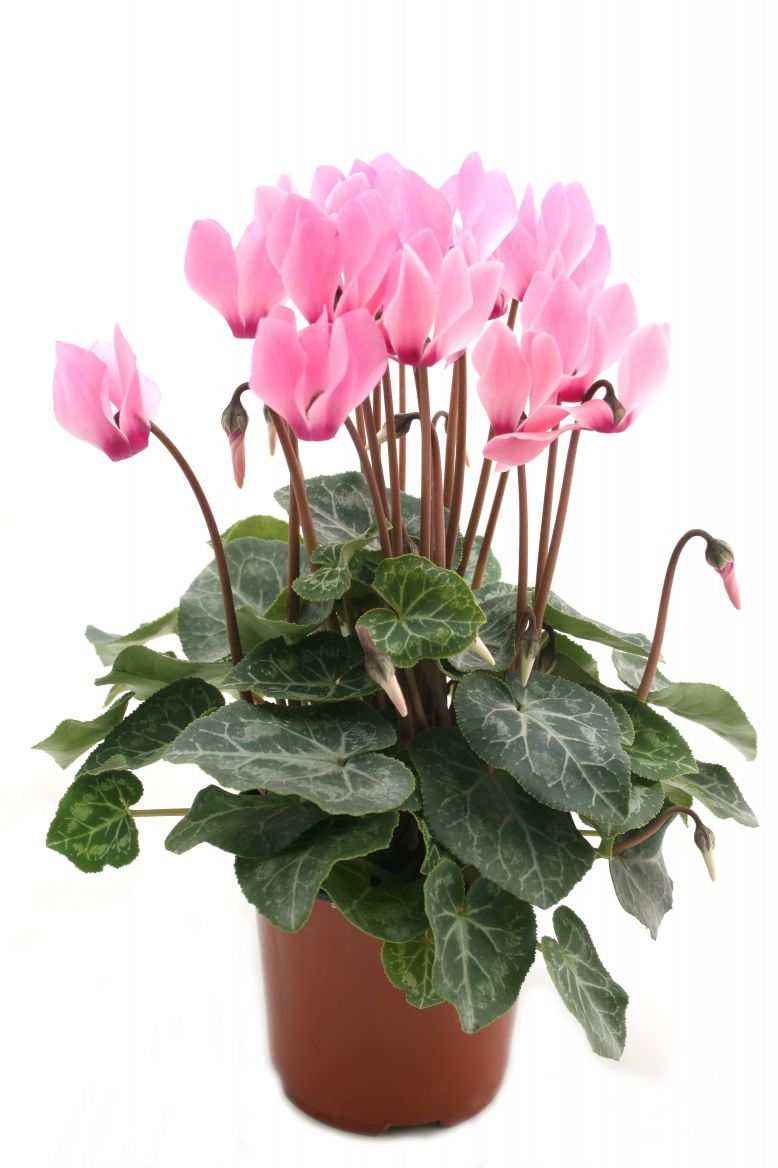 cyclamen.jpg