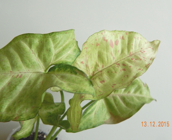 DSCN5596.JPG