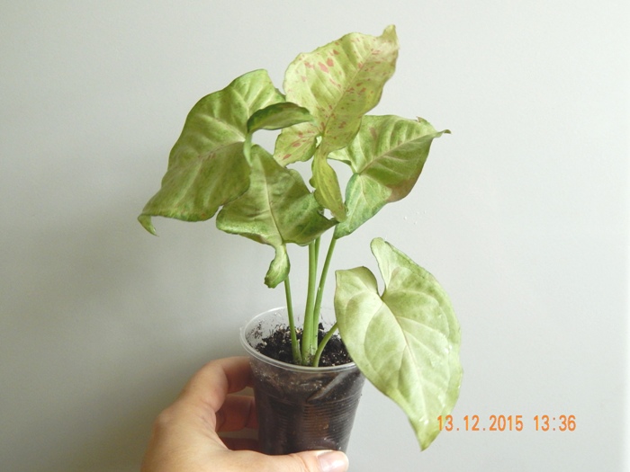 DSCN5595.JPG