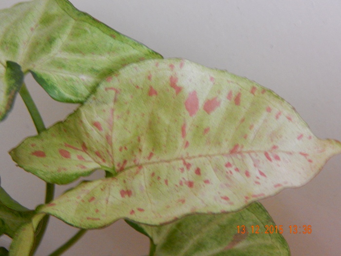 DSCN5594.JPG