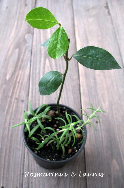 laurus&rosmarinus.JPG