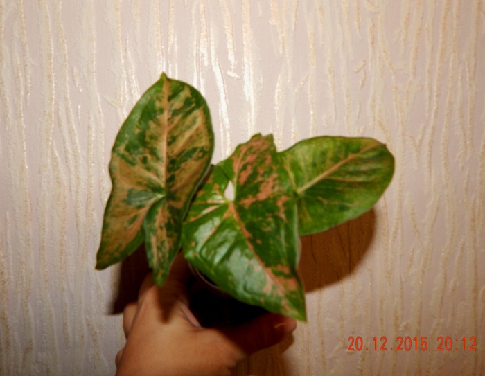 DSCN5630.JPG