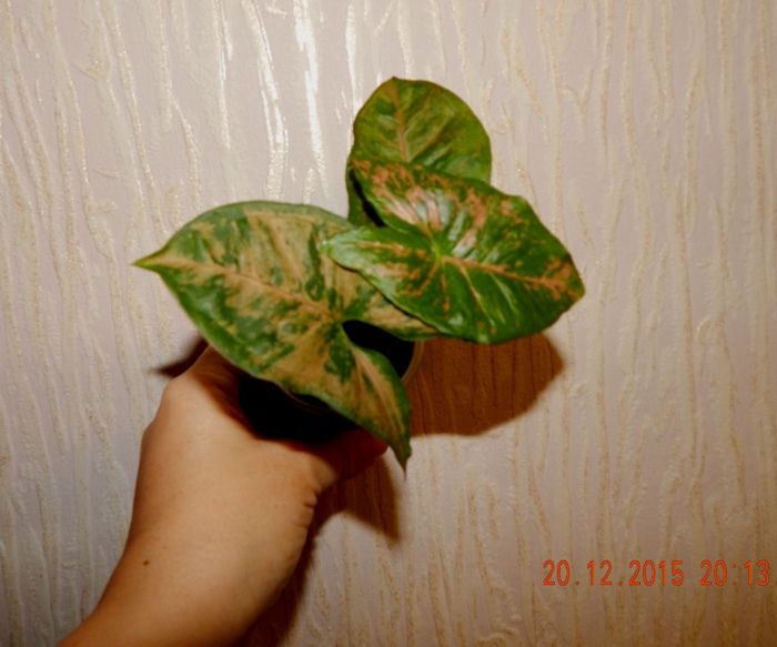 DSCN5632.JPG
