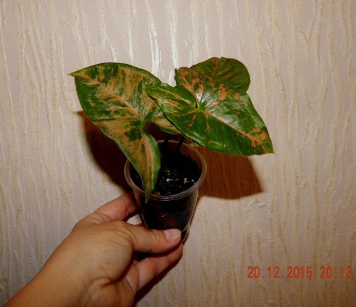 DSCN5633.JPG