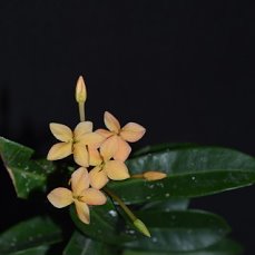 image (15).jpg