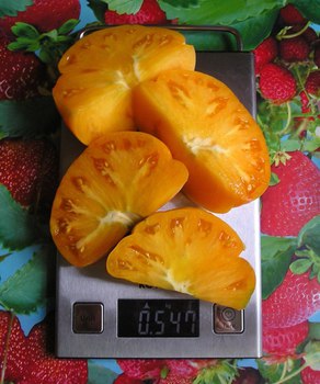 photo_1mhtwtDGGmi.jpg