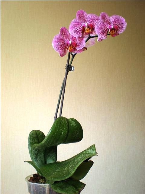 Phal.Classic (Floricultura).jpg