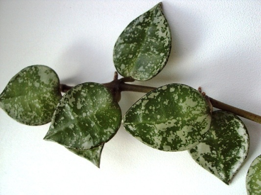 Hoya Lacunosa Eskimo.JPG