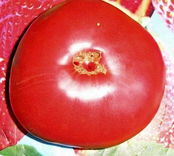photo_CK0iKUF5PYhBc4.jpg