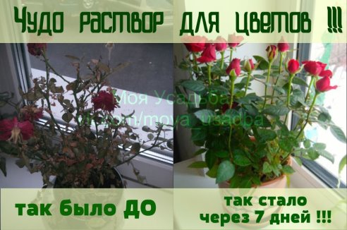 чудо.jpg