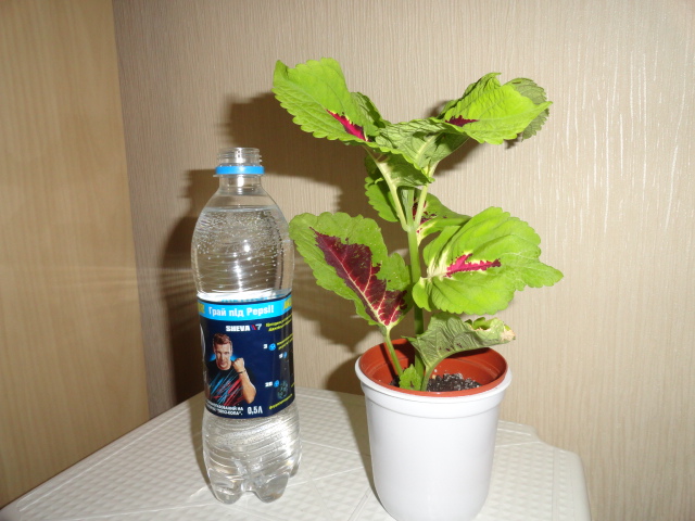 DSC01925.JPG