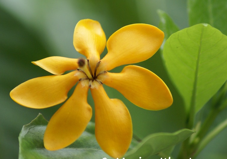 39704651-gardenia-gjellerupii-1.jpg