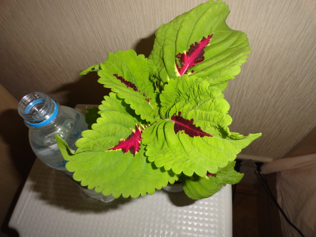 DSC01926.JPG