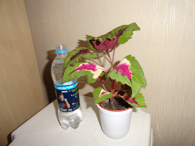 DSC01927.JPG