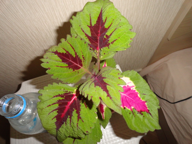 DSC01928.JPG