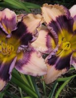 exotic_pattern--_m.jpg