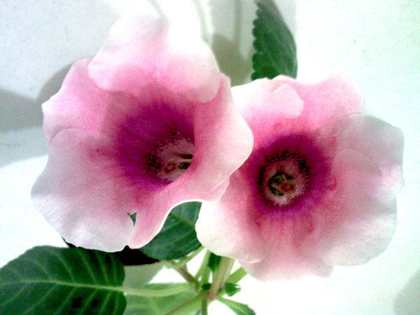 SP_A7007.jpg