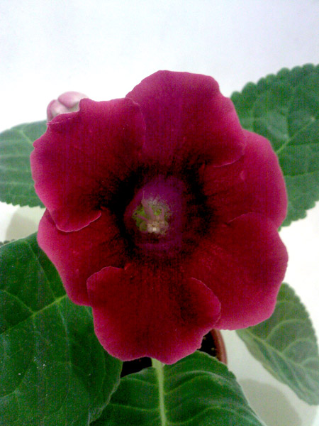 SP_A7009.jpg