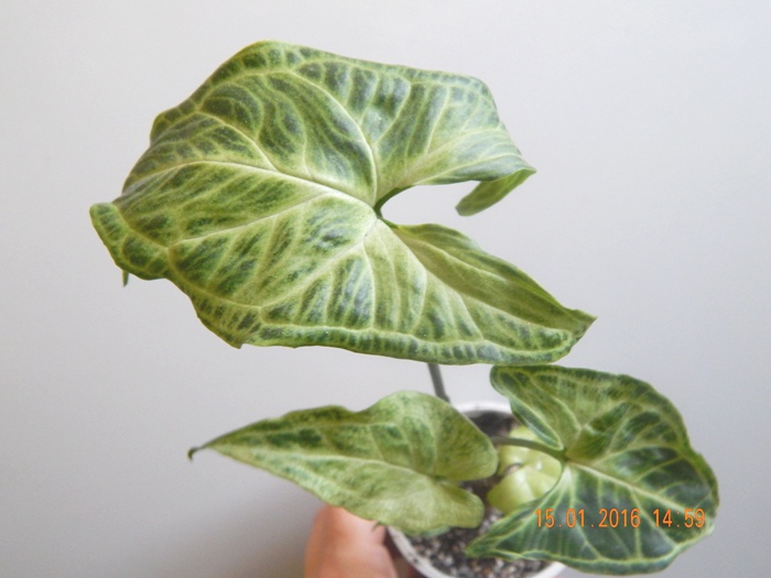 DSCN5712.JPG