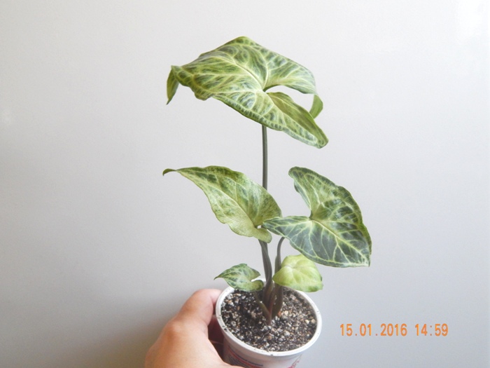 DSCN5711.JPG