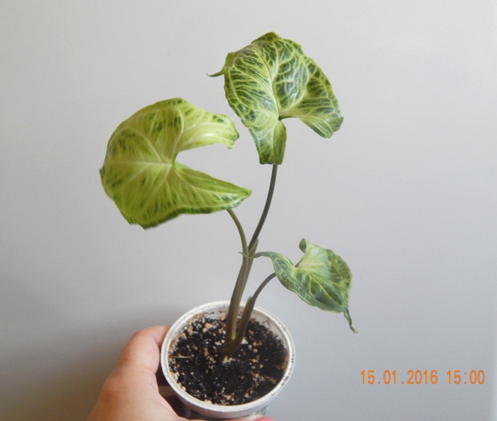 DSCN5716.JPG