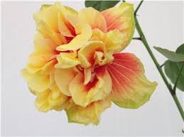 Hibiskus Fruitango.jpg