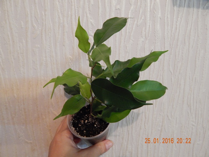 DSCN5730.JPG