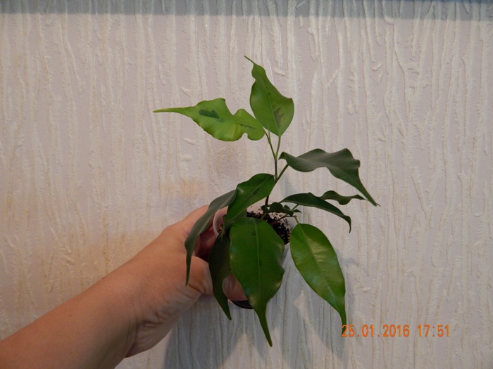 DSCN5726.JPG