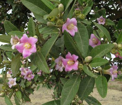 Lagunaria_patersonii_[IMG_0454].jpg