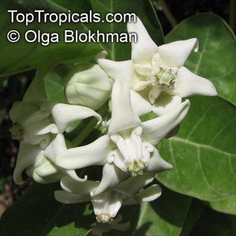 Calotropis_gigantea_4436OlgaB.jpg