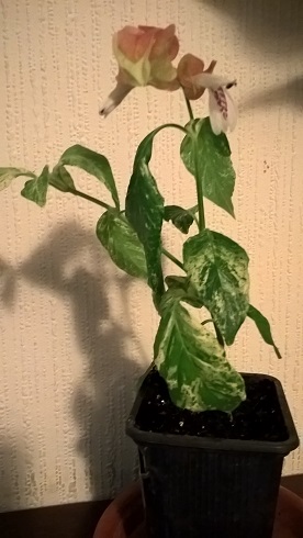 WP_20160202_21_27_46_Pro.jpg