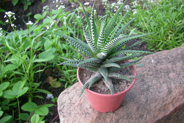DSCN8794.JPG