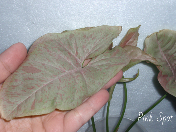 Pink Spot 1.jpg